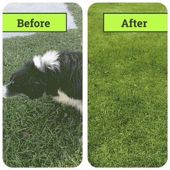 Before/After PupSet CBD Isolate Oil