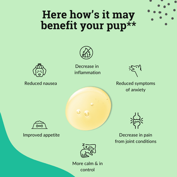 Cellista Magical CBD Gummies – CBD Oil 28 Gummy Bear Cannabidiol?